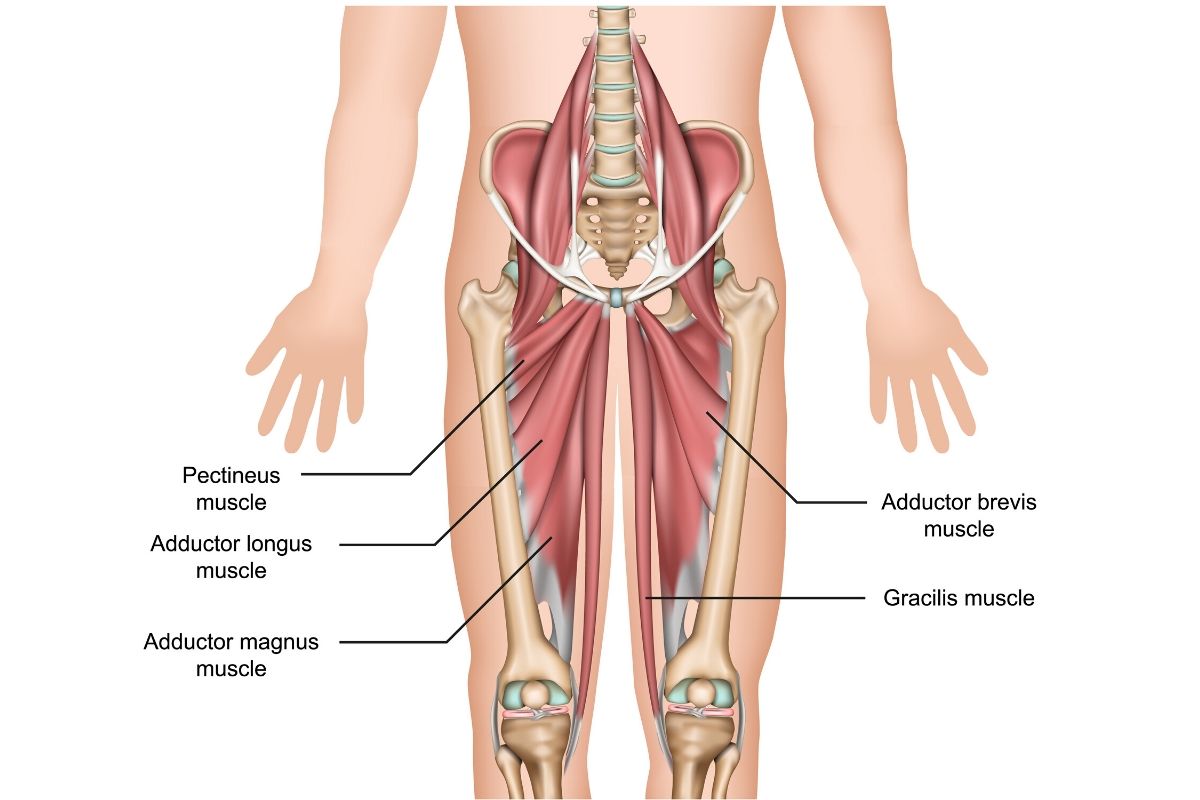 anatomía de los músculos aductores
